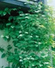 Actinidia kolomikta, Kiwi, dekoratives Laub, 60–100 cm Produktbild-Vorschau 11