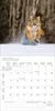 Korsch Kalender 2027 Big Cats Wildlife-Fotografien mit Produktbild-Vorschau 2