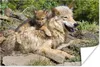 MuchoWow® Poster Wolf - Jungtier - Tier 60x40 cm - Produktbild-Vorschau 1