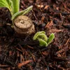 2 x Paulownia "Nordmax 21" Blauglockenbaum im 15 cm Topf Produktbild-Vorschau 3