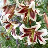 Lilien Zwiebeln Winterhart Mehrjährig - Beverly Dreams Produktbild-Vorschau 1