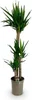 Green boutiQ - Zimmerpflanze - Yucca elephantipes - Yucca - Produktbild-Vorschau 2