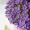 Campanula Addenda - jacinthe des bois - pot de 12cm - 6 Voir les images du produit 5