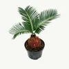 Cycas revoluta  - -  Cycas revoluta giapponese con tubero - Anteprima dell’immagine prodotto 1