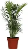 Chamaedorea elegans (palmier des montagnes mexicain), Voir les images du produit 1