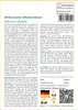 SAFLAX - Afrikanischer Affenbrotbaum - 6 Samen - Adansonia Produktbild-Vorschau 3