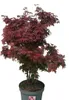 A potted Japanese Maple tree with red leaves against a white background. Produktbild-Vorschau