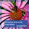 Dürr-Samen - Zinnien Lilliput Prachtmischung einjährig 45 Produktbild-Vorschau 4
