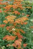 Achillea millefolium 'Terracotta', Schafgarbe, orange, ca. Produktbild-Vorschau 1