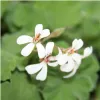 Duftgeranie "Apfel" - Pelargonia odorata  Hybr. Produktbild-Vorschau 2