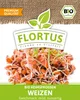 Keimsprossen Weizen (200 g) |Keimsprossen von FLORTUS Produktbild-Vorschau 2