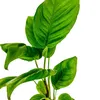Aquarium Pflanze Anubias heterophylla Wasserpflanzen Produktbild-Vorschau 3