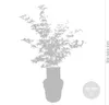Bloomique - Acer Shirasawanum Moonrise - Klon japoński na Podgląd zdjęcia produktu 3