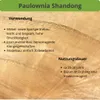 2 x Paulownia Blauglockenbaum Shandong im 8-10 cm Topf Produktbild-Vorschau 7