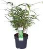 Bloomique - Fargesia rufa - Bambou non traçant - Persistant Voir les images du produit 1