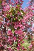 Zierapfel Rudolph 80-100 cm, im Topf - Malus Produktbild-Vorschau 10