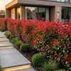 Green boutiQ - 40x Photinia fraseri Red Robin - Glanzmispel Produktbild-Vorschau 5