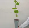 Liliovník tulipánokvětý 2L Náhled obrázku produktu 2