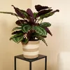 Bloomique - Calathea Medallion - Roślina pawia - Rośliny Podgląd zdjęcia produktu 3