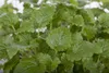 Melissa officinalis, Zitronenmelisse, aromatisch, ca. 11x11 Produktbild-Vorschau 5