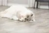 Trixie Katzenspielzeug Bär aus Stoff mit Catnip (1 Stück) Anteprima dell’immagine prodotto 12
