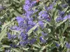 Bartblume ´DARK KNIGHT´ 40-50 cm, kont. 2,5 l Produktbild-Vorschau 3
