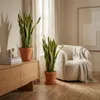 Bloomique - Lot de 2 - Sansevieria Laurentii - Langue de Voir les images du produit 3