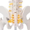 Model kręgosłupa, elastyczny anatomiczny model kręgosłupa z Podgląd zdjęcia produktu 10