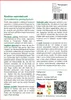 SAFLAX - rostlina nesmrtelnosti - Gynostemma pentaphyllum - Náhled obrázku produktu 3