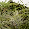 Tillandsia Air Mix, 20 kusu vzdušných rostlin, prumer 6cm, Náhled obrázku produktu 3