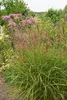Stauden Gänge 1 x Miscanthus sinensis 'Flamingo' im 1 Liter Produktbild-Vorschau 4