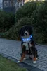 TRIXIE Flash Leuchtband USB, extra breit - blau - 70 cm/30 Produktbild-Vorschau 9