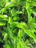 Prunus lusitanica angustifolia Kugel - Portugiesische Produktbild-Vorschau 3