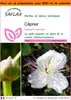 SAFLAX Garden in the bag - Câprier - 25 graines - Capparis Voir les images du produit 1