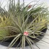 Tillandsien Luftpflanzen - 12 Stk - Tillandsia - Höhe Produktbild-Vorschau 4