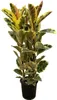 Trendyplants - Ficus Elastica Tineke krzew - Drzewo Podgląd zdjęcia produktu 1
