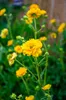 Stauden Gänge 3 x Geum chiloense 'Lady Stratheden / Produktbild-Vorschau 4