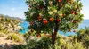 Erdbeerbaum | 120 cm | Arbutus unedo | veredelt |  | Produktbild-Vorschau 4