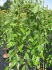 Hochstamm Hängende Kätzchenweide - Salix caprea Pendula - Produktbild-Vorschau 4