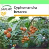 SAFLAX Garden to go - Tropický paradajkový strom / Náhľad obrázku produktu 10
