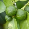 Limonka - 3 szt - Citrus aurantifolia - Wysokość 25-40cm - Podgląd zdjęcia produktu 3