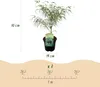 Plante de terrasse - Erable Japonais - Acer palmatum Voir les images du produit 3