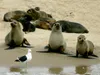 Calvendo Seehunde auf der Sandbank 1000 Teile Puzzle quer Produktbild-Vorschau 2