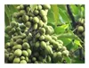 10x Magnolia champaca Magnolie Baum Garten Pflanzen - Samen Produktbild-Vorschau 7