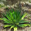 Semená Agave Kerchovei - balenie 5 ks - Exotické semená - Náhľad obrázku produktu 5