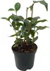 GreenboutiQ - Sträucher - Camelia japonica Tricolour - Produktbild-Vorschau 2