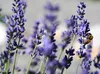 Stauden Gänge 1 x Lavandula angustifolia 'Dwarf Blue' - Produktbild-Vorschau 2