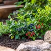 Mischung Obstbüsche - 3 Stk - Actinidia, Vaccinium - Höhe Produktbild-Vorschau 5