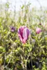 Magnolia liliiflora 'Susan', Purpur-Magnolie, purpurrosa, Produktbild-Vorschau 10