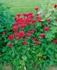 Monarda fistulosa 'Cambridge Scarlet', Indianernessel, rot, Produktbild-Vorschau 1